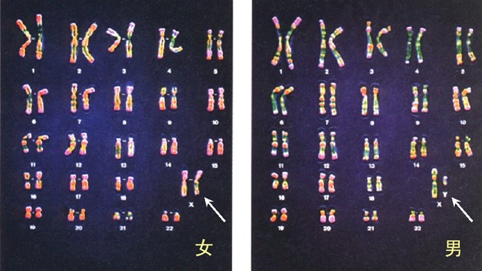 人類基因體的23對染色體